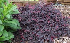 Purple Pixie Loropetalum